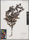 Foto von Salix aurita L.